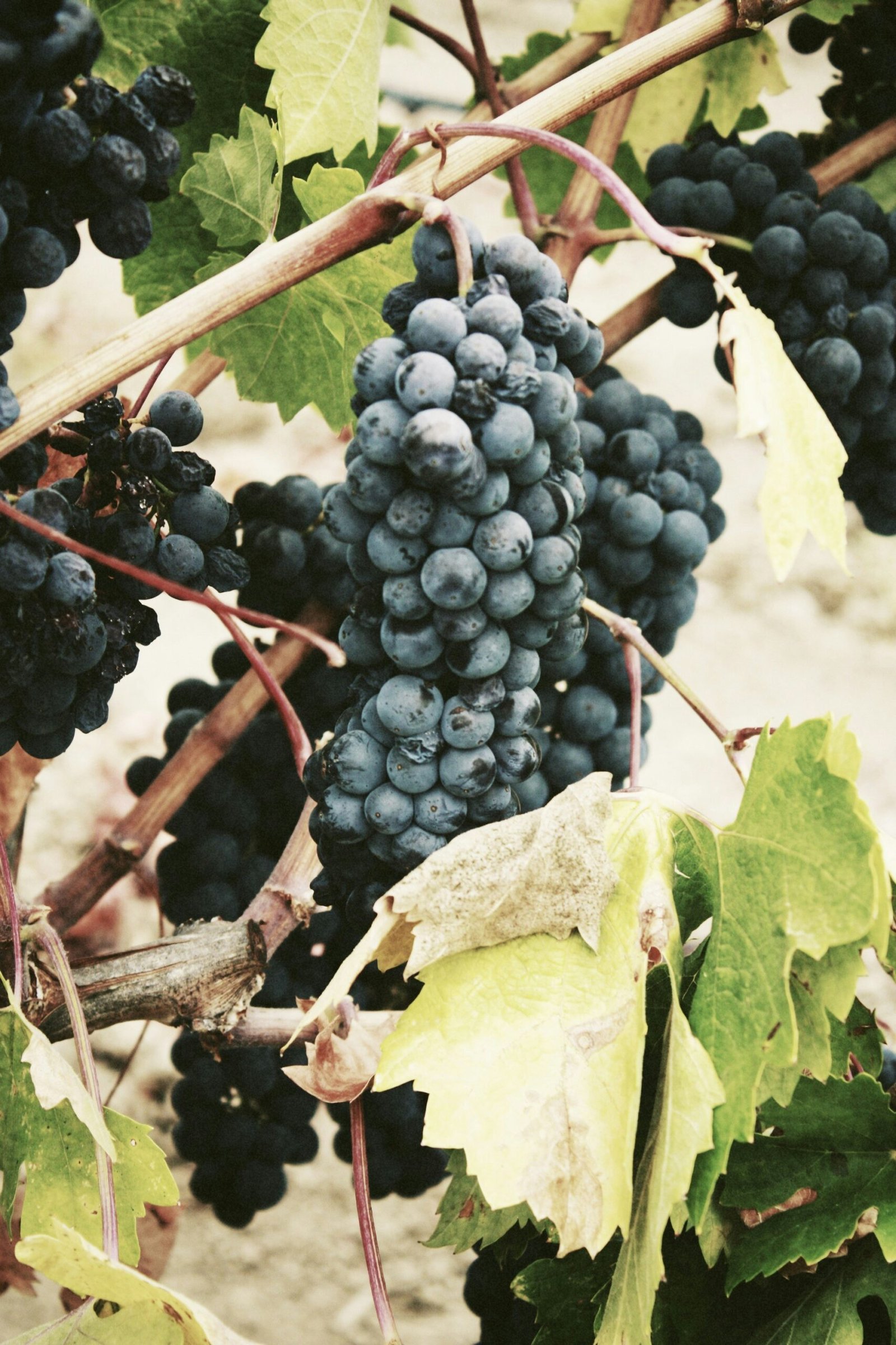 What Are The Hidden Gem Wineries In South Africas Stellenbosch?